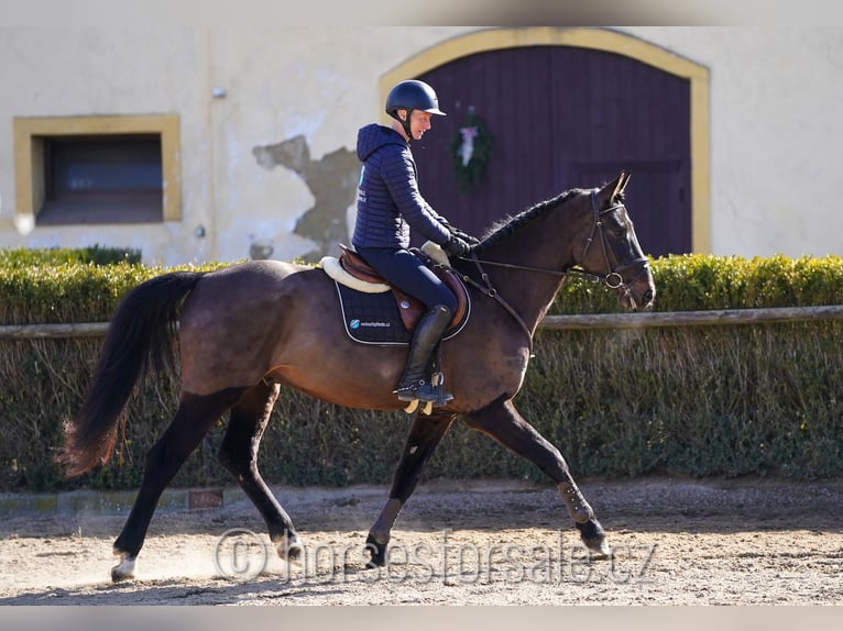 Oldenbourg Hongre 4 Ans 166 cm Bai brun foncé in Region Prag