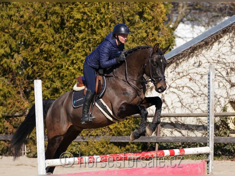 Oldenbourg Hongre 4 Ans 166 cm Bai brun foncé in Region Prag