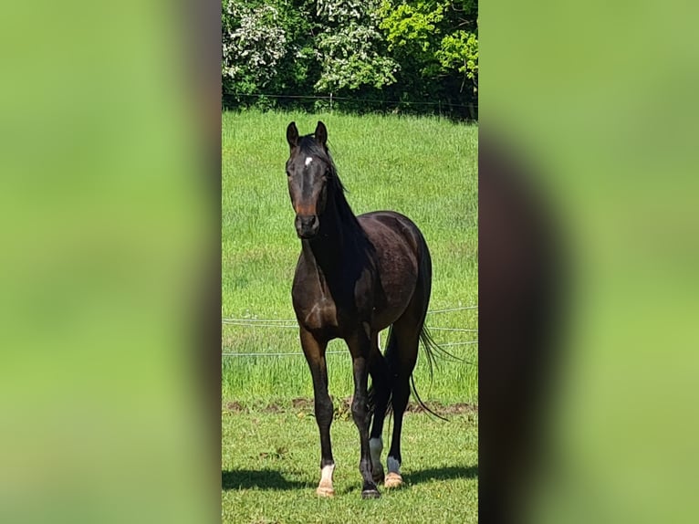Oldenbourg Hongre 4 Ans 166 cm Bai in Ladelund