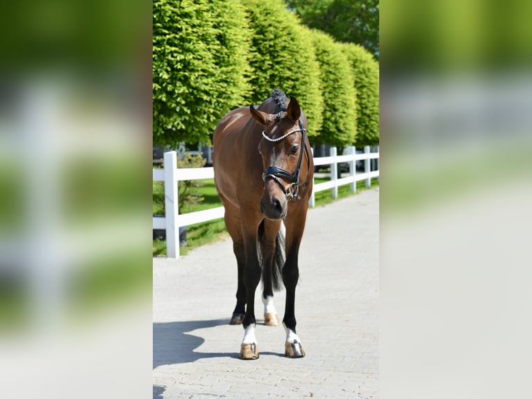 Oldenbourg Hongre 4 Ans 166 cm Bai in Vechta