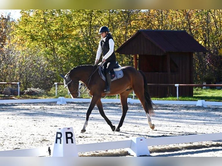 Oldenbourg Hongre 4 Ans 166 cm Bai in Brno