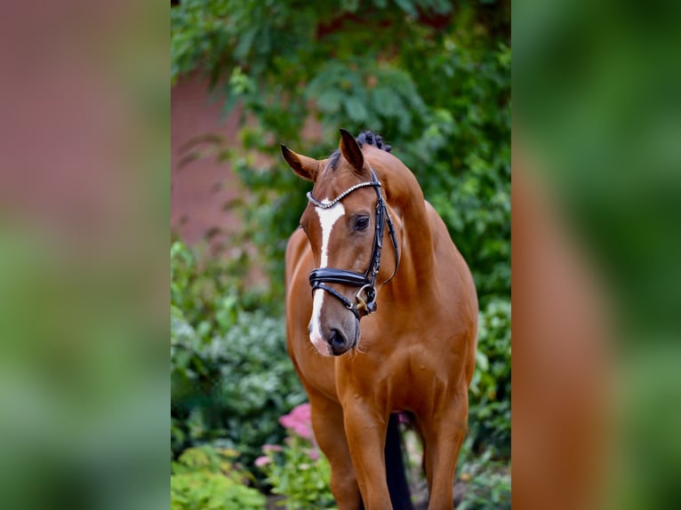 Oldenbourg Hongre 4 Ans 166 cm Bai in Neuenkirchen