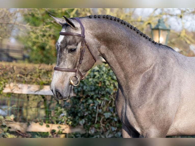 Oldenbourg Hongre 4 Ans 166 cm  in Heerde