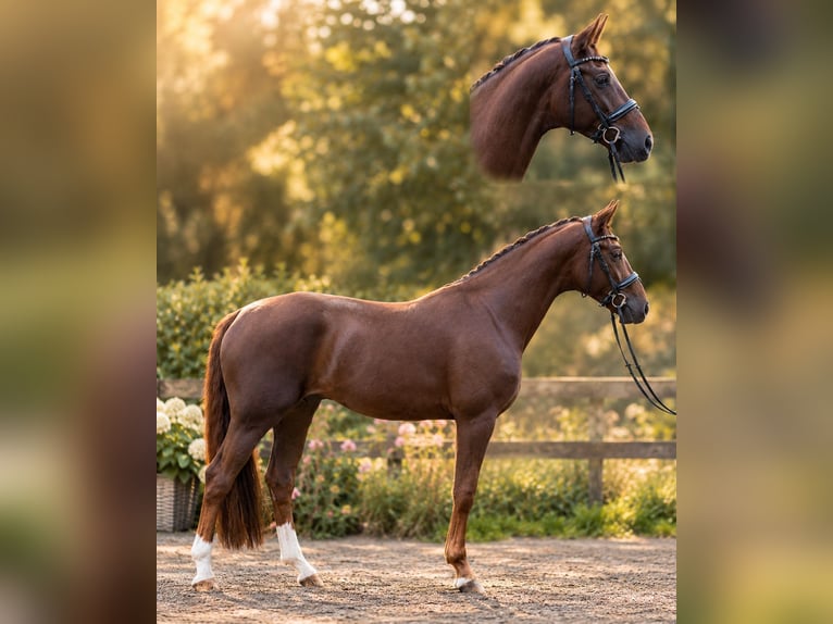 Oldenbourg Hongre 4 Ans 167 cm Alezan brûlé in Warendorf