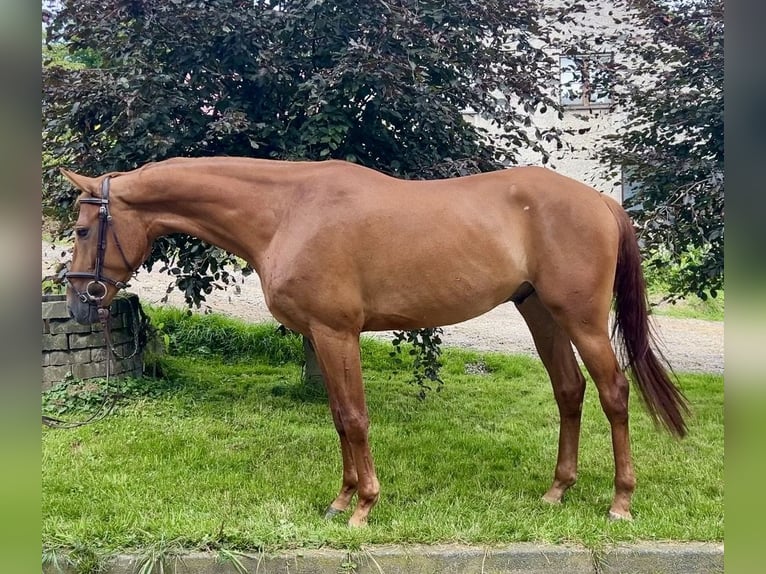 Oldenbourg Hongre 4 Ans 167 cm Alezan in Meinerzhagen