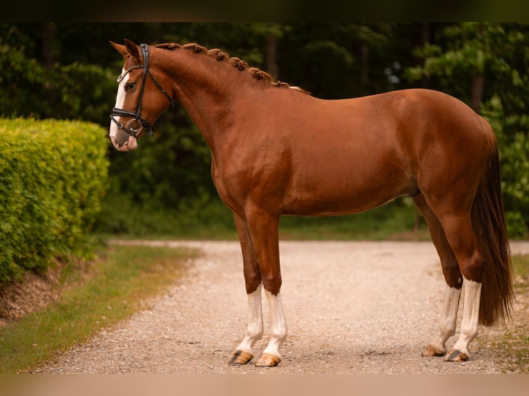 Oldenbourg Hongre 4 Ans 167 cm Alezan in Wehringen