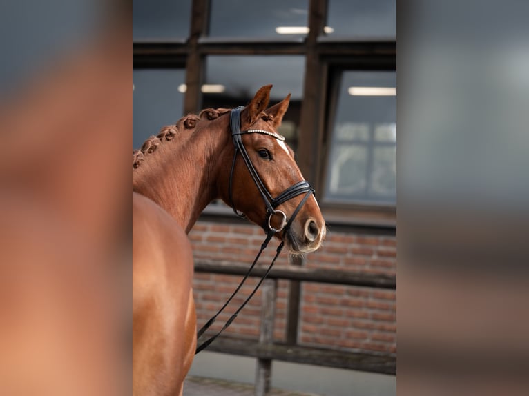 Oldenbourg Hongre 4 Ans 167 cm Alezan in Heidesheim am Rhein