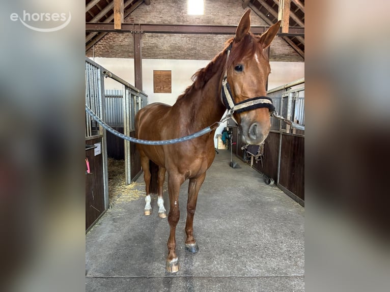 Oldenbourg Hongre 4 Ans 167 cm Alezan in Rödinghausen