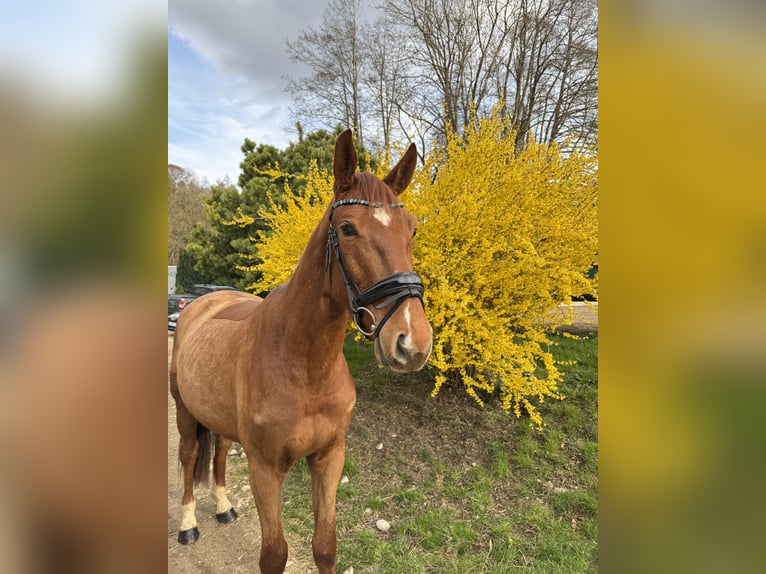 Oldenbourg Hongre 4 Ans 167 cm Alezan in Fürstenfeldbruck