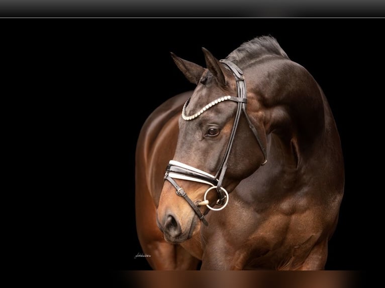 Oldenbourg Hongre 4 Ans 167 cm Bai brun in Lehrberg