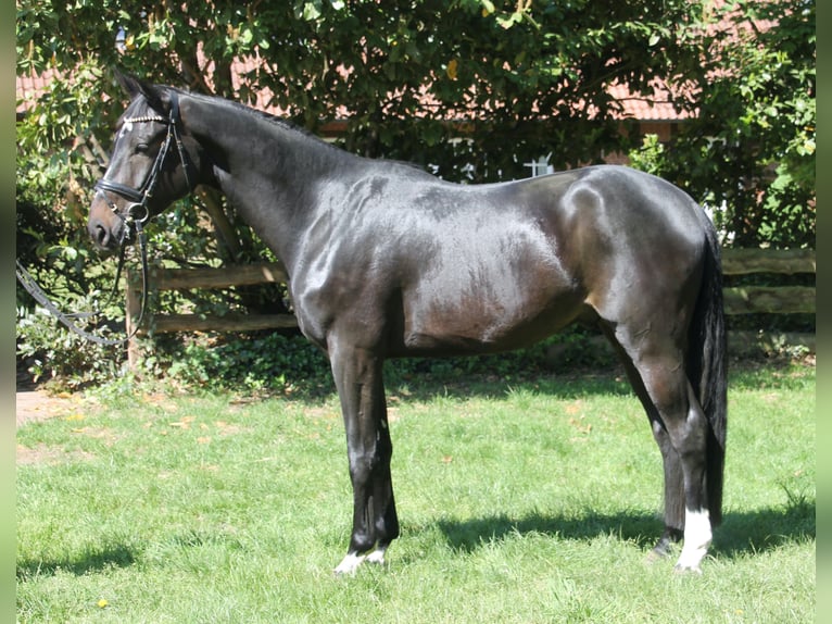 Oldenbourg Hongre 4 Ans 167 cm Bai brun in Bakum