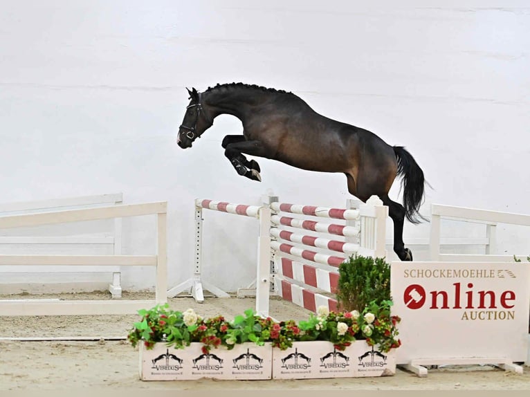 Oldenbourg Hongre 4 Ans 167 cm Bai brun in KRAJENKA