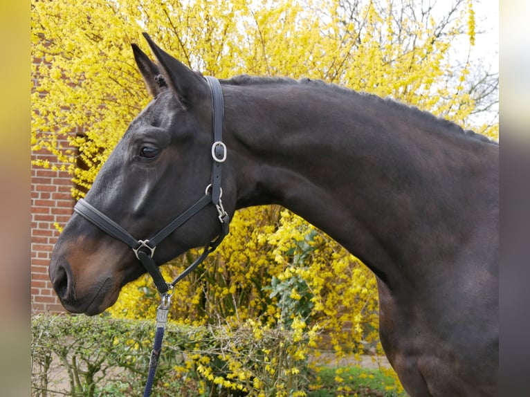 Oldenbourg Hongre 4 Ans 167 cm Bai brun foncé in Dorsten
