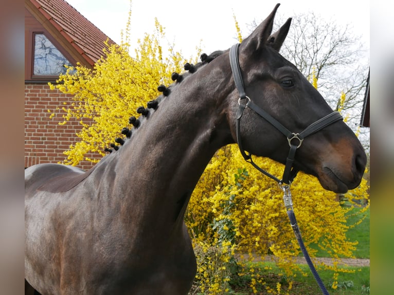 Oldenbourg Hongre 4 Ans 167 cm Bai brun foncé in Dorsten