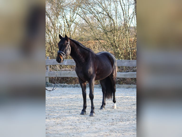 Oldenbourg Hongre 4 Ans 167 cm Bai brun foncé in Lautertal
