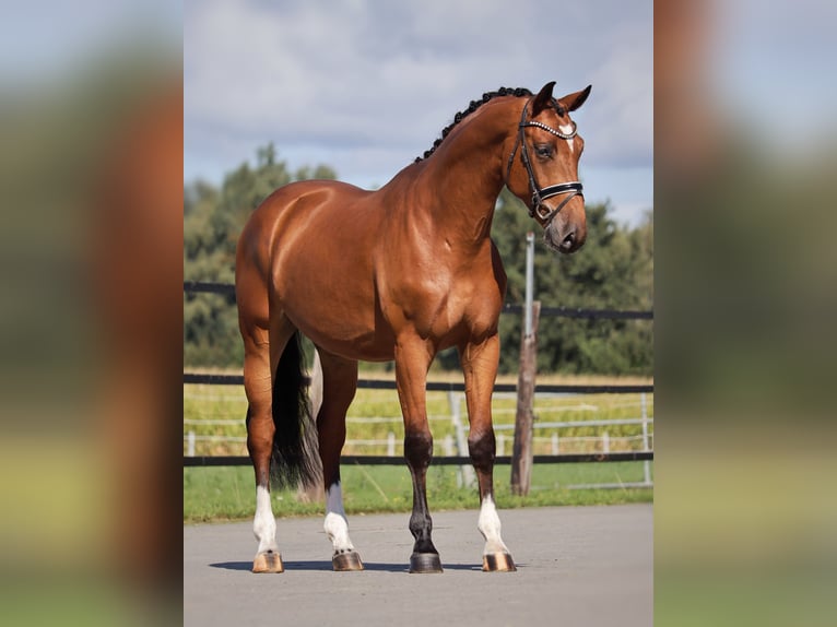 Oldenbourg Hongre 4 Ans 167 cm Bai cerise in Lingen