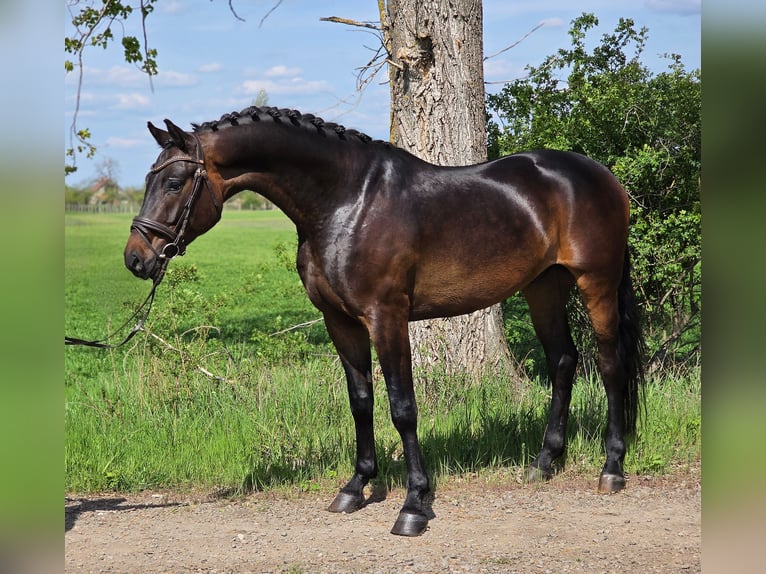 Oldenbourg Hongre 4 Ans 167 cm Bai in Békésszentandrás