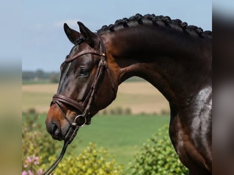 Oldenbourg Hongre 4 Ans 167 cm Bai in Békésszentandrás