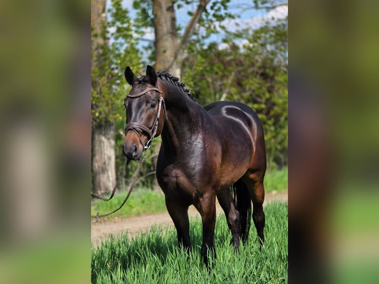 Oldenbourg Hongre 4 Ans 167 cm Bai in Gyula