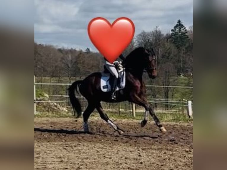 Oldenbourg Hongre 4 Ans 167 cm Bai in Nohfelden