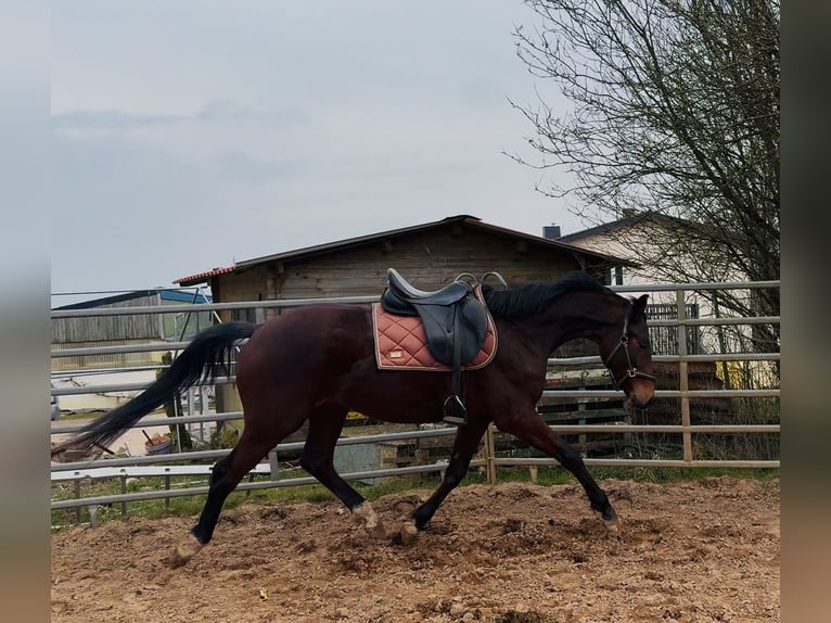 Oldenbourg Hongre 4 Ans 167 cm Bai in Nohfelden