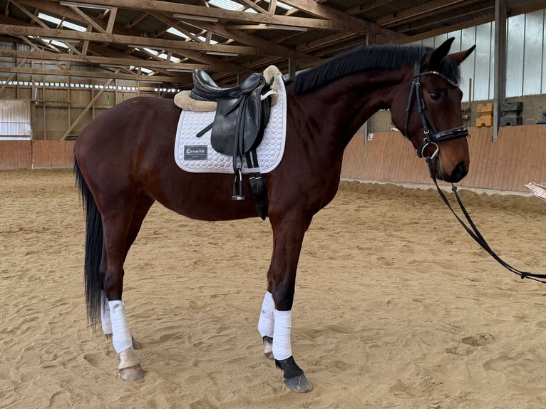 Oldenbourg Hongre 4 Ans 167 cm Bai in Nohfelden