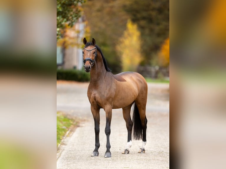 Oldenbourg Hongre 4 Ans 167 cm Bai in Steensel