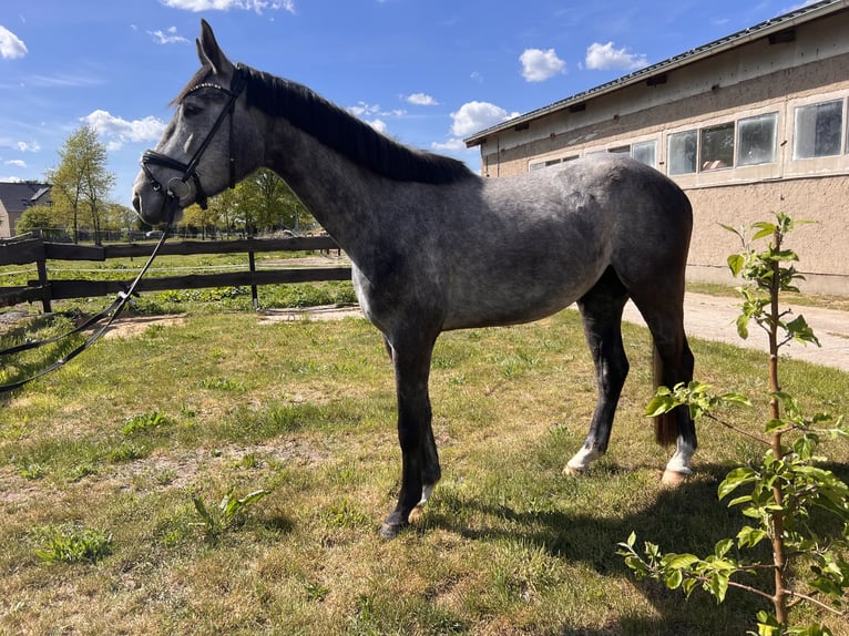 Oldenbourg Hongre 4 Ans 167 cm Gris pommelé in L&#xF6;wenberger Land