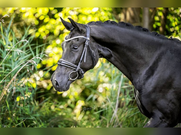 Oldenbourg Hongre 4 Ans 167 cm Noir in Bad Vilbel