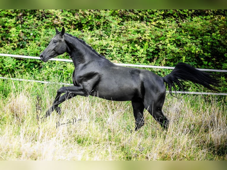 Oldenbourg Hongre 4 Ans 167 cm Noir in Bad Vilbel