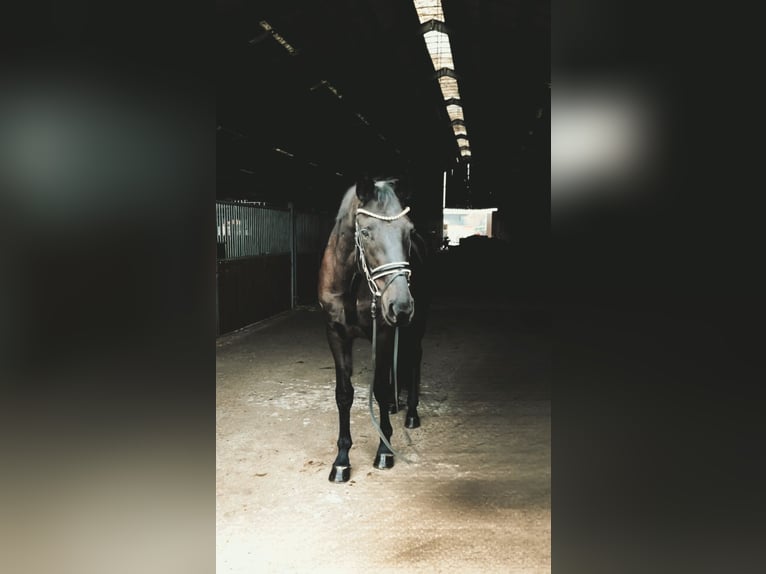 Oldenbourg Hongre 4 Ans 167 cm Noir in Rochau