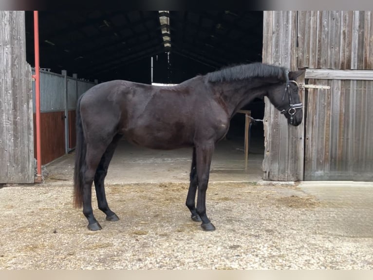 Oldenbourg Hongre 4 Ans 167 cm Noir in Rochau