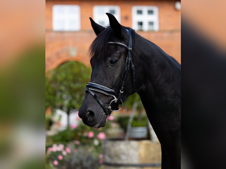 Oldenbourg Hongre 4 Ans 167 cm Noir in Kirchlinteln
