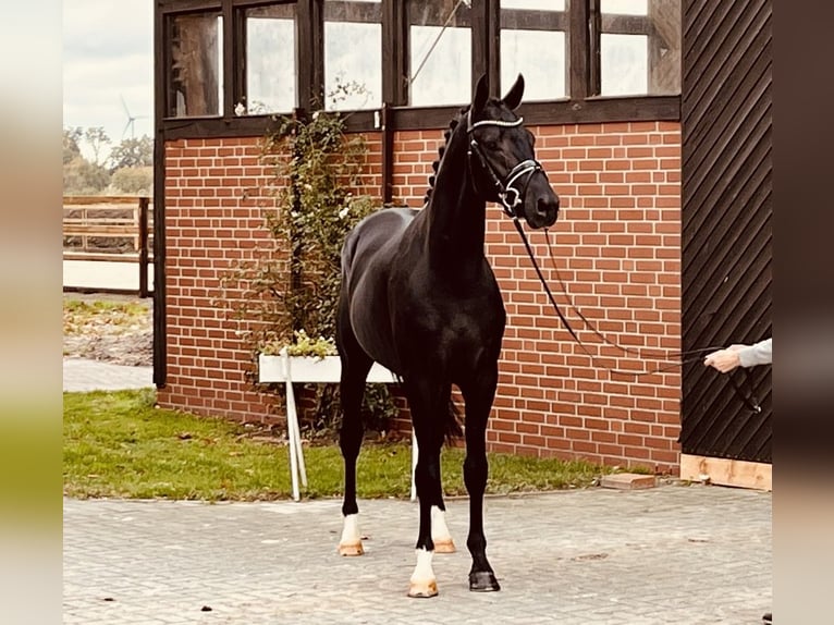 Oldenbourg Hongre 4 Ans 167 cm Noir in Klagenfurt