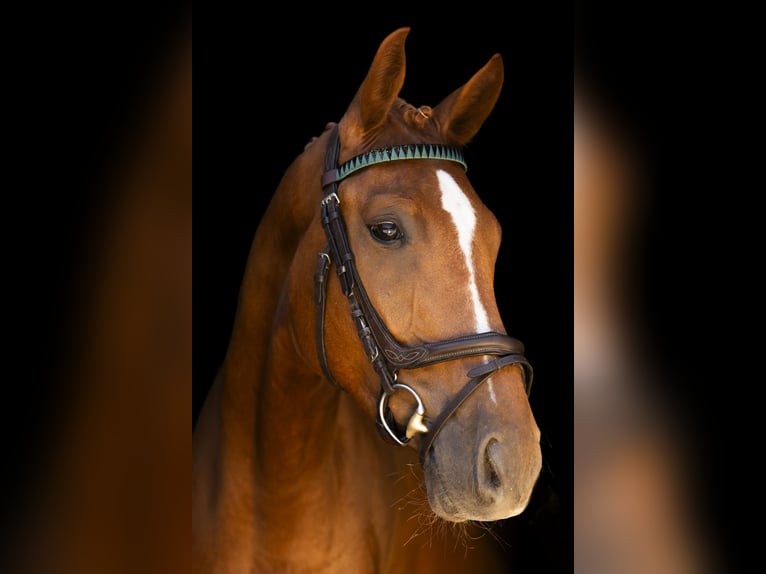 Oldenbourg Hongre 4 Ans 168 cm Alezan in Zossen
