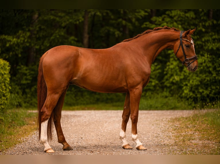 Oldenbourg Hongre 4 Ans 168 cm Alezan in Wehringen