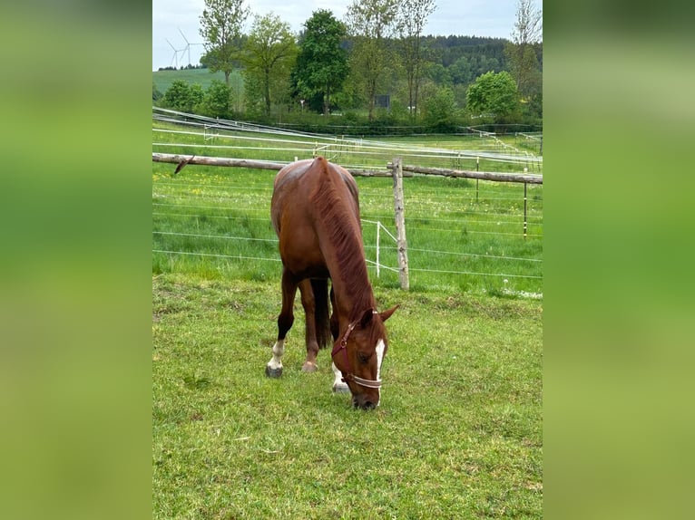 Oldenbourg Hongre 4 Ans 168 cm Alezan in Eurasburg