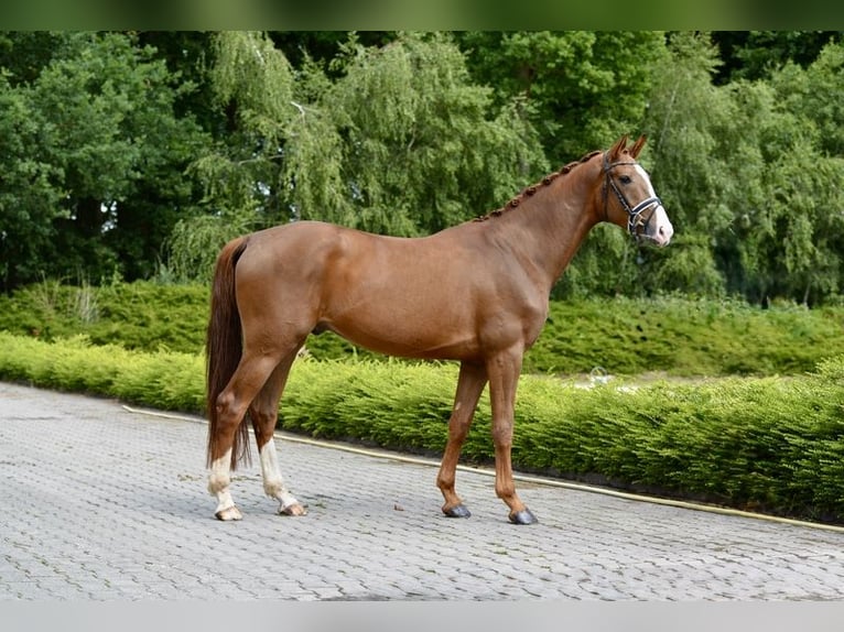 Oldenbourg Hongre 4 Ans 168 cm Alezan in Visbek