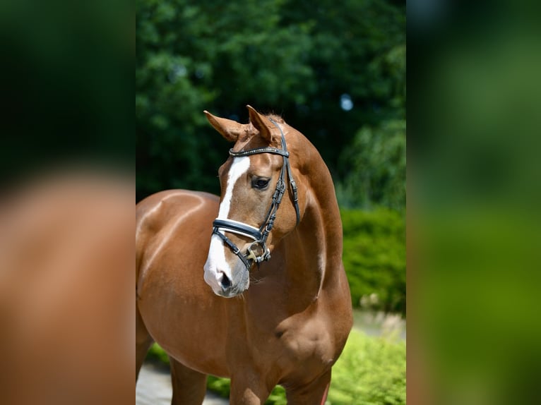Oldenbourg Hongre 4 Ans 168 cm Alezan in Visbek