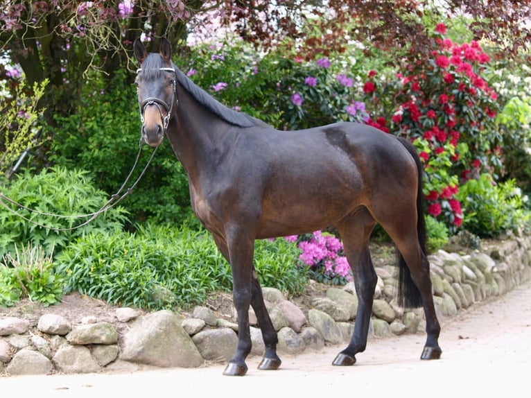 Oldenbourg Hongre 4 Ans 168 cm Bai brun in Bargstedt
