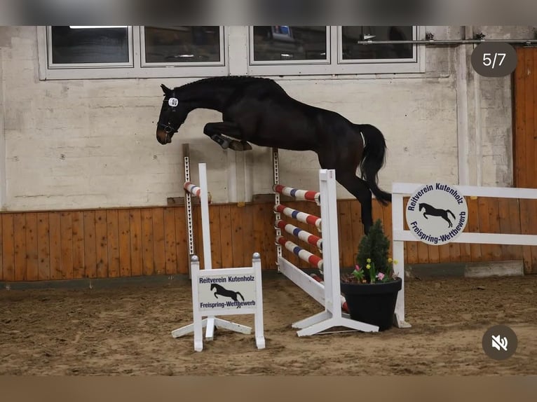 Oldenbourg Hongre 4 Ans 168 cm Bai brun in Bargstedt