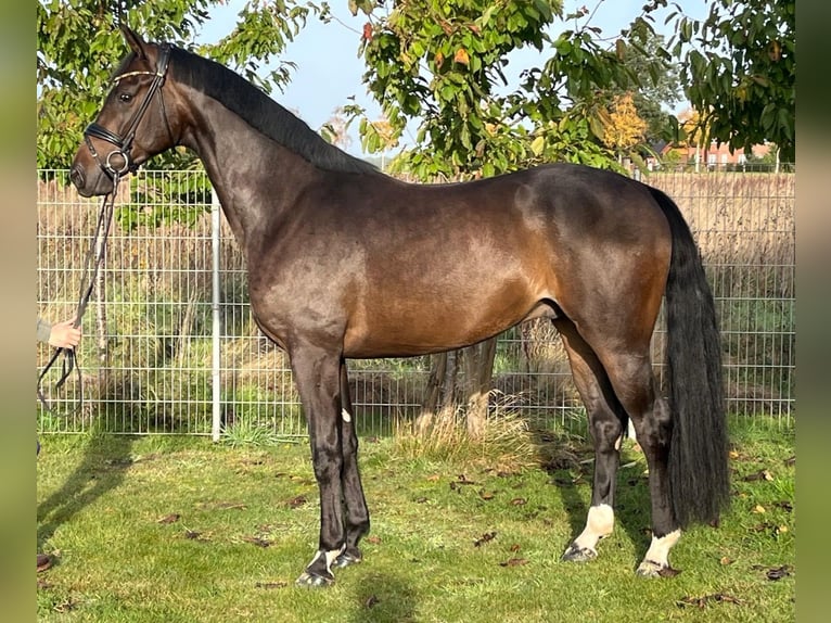 Oldenbourg Hongre 4 Ans 168 cm Bai brun in Dötlingen