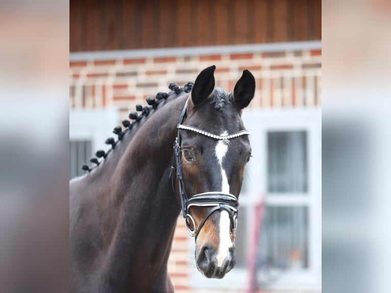 Oldenbourg Hongre 4 Ans 168 cm Bai brun in Bramsche