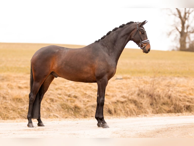 Oldenbourg Hongre 4 Ans 168 cm Bai brun in Lehrberg