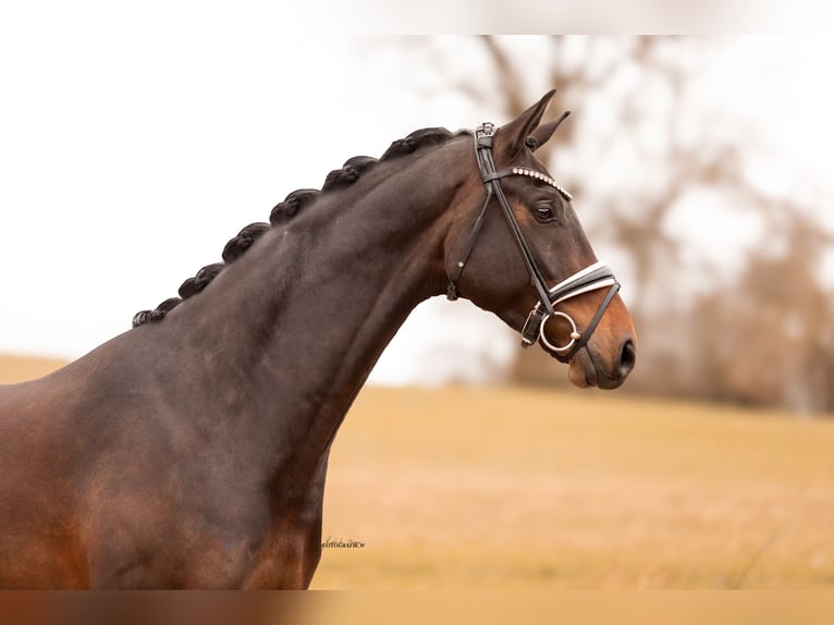 Oldenbourg Hongre 4 Ans 168 cm Bai brun in Lehrberg