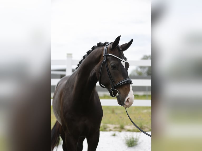 Oldenbourg Hongre 4 Ans 168 cm Bai brun in Ritzing