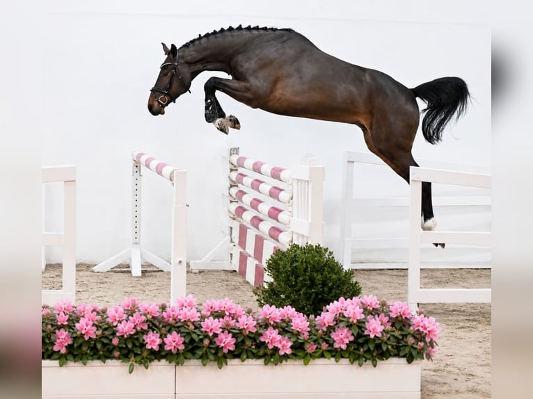 Oldenbourg Hongre 4 Ans 168 cm Bai brun in ROGOWNICA