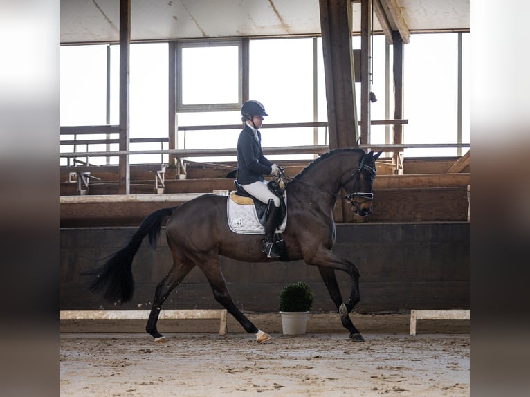 Oldenbourg Hongre 4 Ans 168 cm Bai brun foncé in Elmenhorst