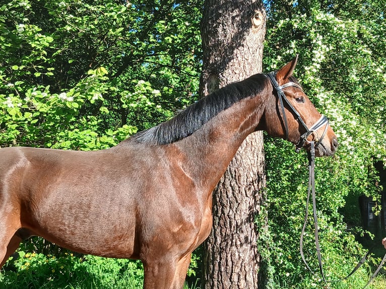 Oldenbourg Hongre 4 Ans 168 cm Bai in Barenburg