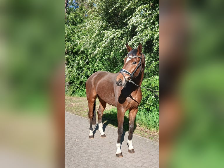 Oldenbourg Hongre 4 Ans 168 cm Bai in Barenburg